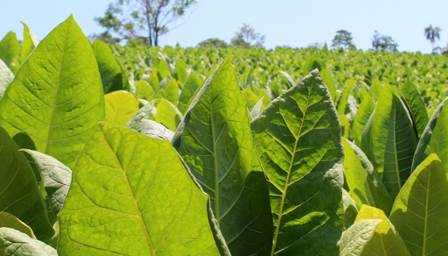 En Misiones, anuncian el pago el Fondo Especial del Tabaco y beneficiará a casi 10 mil productores