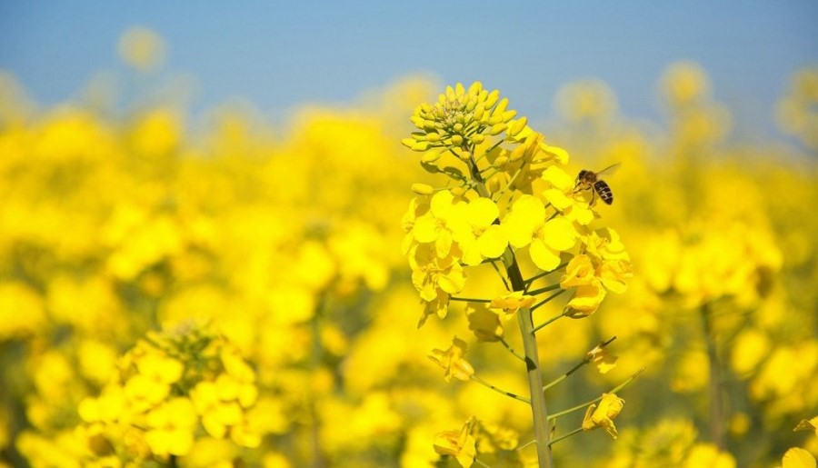 Colza en expansión: La apuesta de ALZ-Agro para 2025