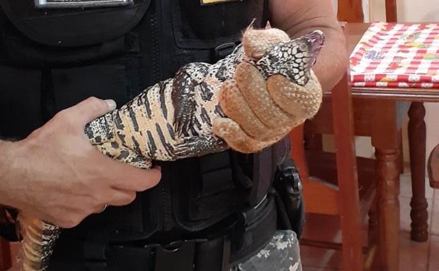 Rescates de fauna silvestre: La Policía Ambiental de Misiones salvaguarda la vida animal