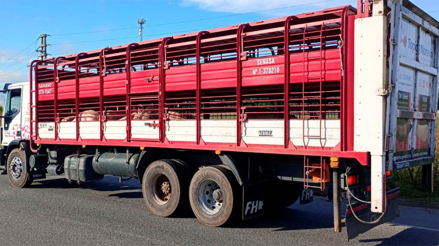 Recomendaciones sobre bioseguridad en el traslado de cerdos