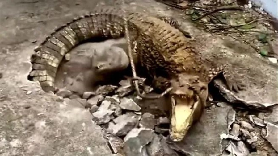 Indonesia: Rompieron una vereda y debajo se encontraron con tres cocodrilos