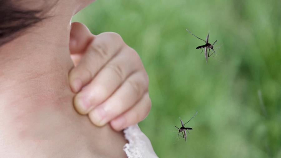 Piden tomar precauciones: Invasión de mosquitos en el AMBA, son de la especie que contagia la Encefalitis Equina