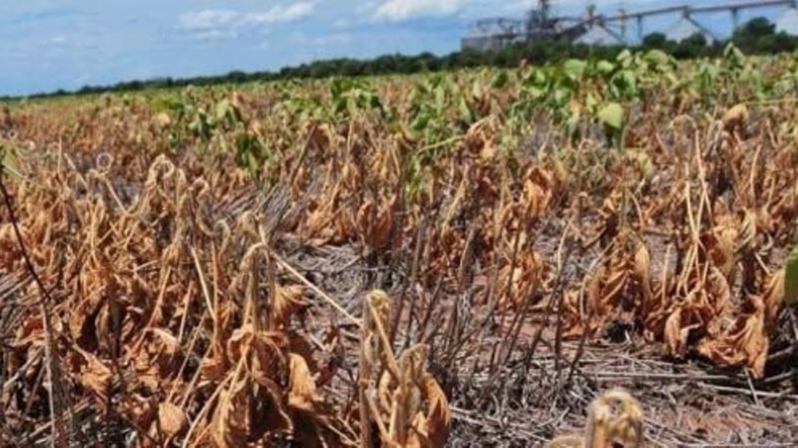 Soja: Números que reflejan la peor producción en 23 años
