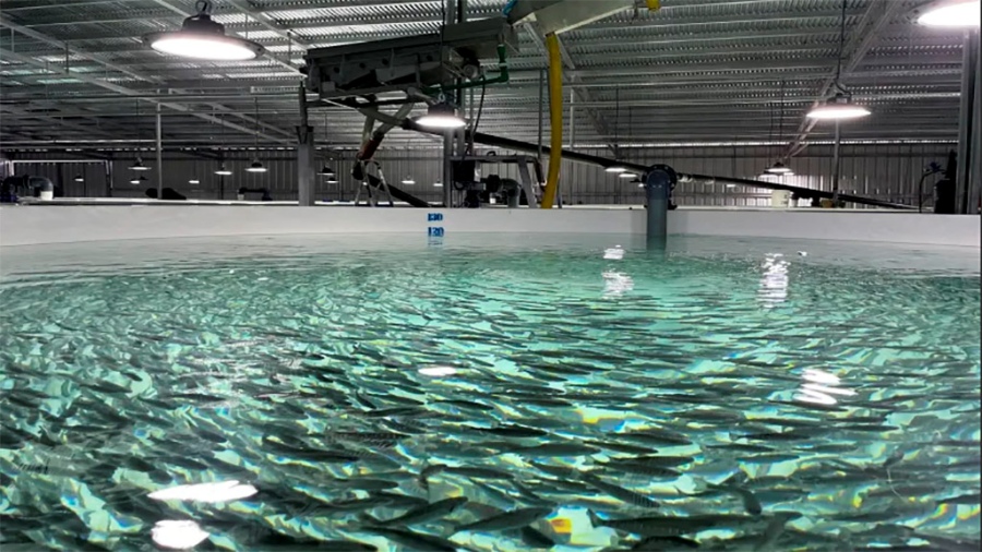 Estudian los beneficios de la harina de insectos para su aplicación en las producciones de peces y aves