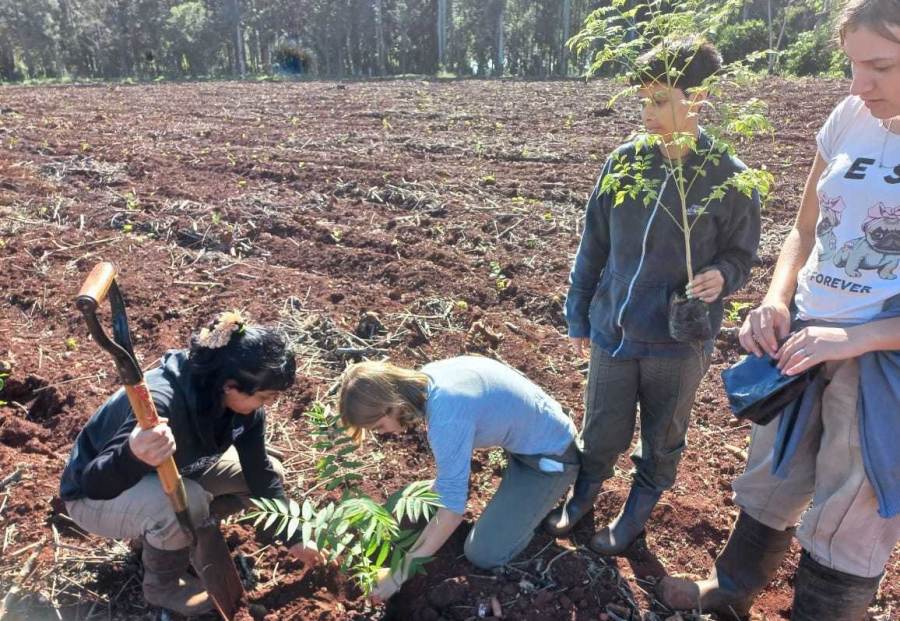 Hay casi 30 mil hectáreas de cobertura arbórea en yerba mate: Un aporte a la conectividad de la Selva Paranaense y al posicionamiento del producto en el mercado
