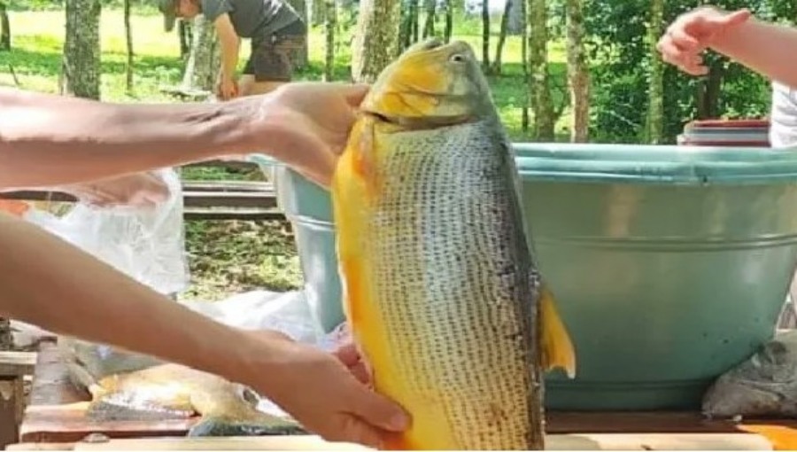 Apóstoles: La Fiesta del Pescado de Cultivo registró una amplia participación de productores y público