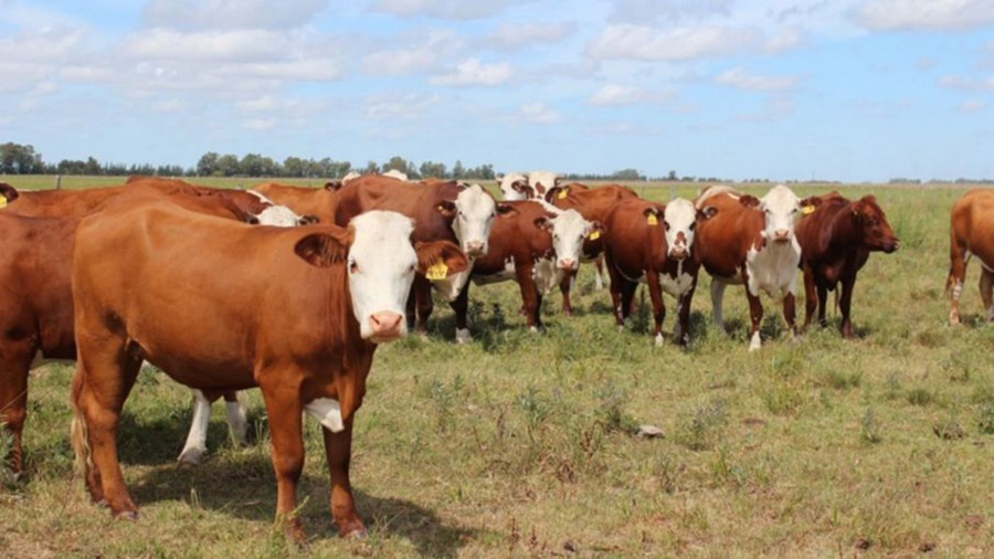 En ganadería, la sequía generó pérdidas por 3.000 millones de dólares y aún continúa