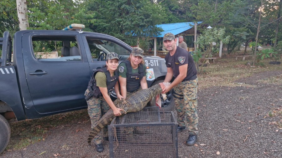 Misiones: Policías Ambientales rescataron a un yacaré en el Barrio Hipódromo en el conurbano de la ciudad de Posadas