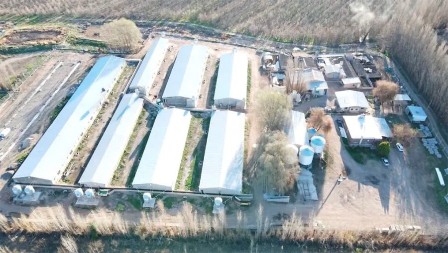 En Río Negro, una granja produce el 40% de los porcinos patagónicos: Se trata de Cabaña Valle Azul y su crecimiento se apoya en eficiencia y calidad, y acuerdos con frigoríficos