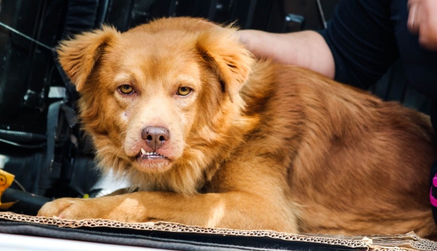 Posadas: El Instituto Municipal de Sanidad Animal fortalece el su tarea asistencial y preventiva