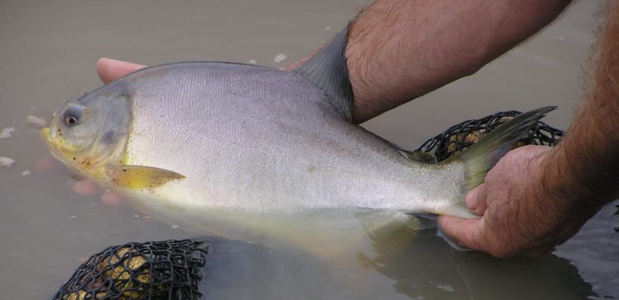 La provincia de Misiones produjo casi un millón de kilos de pescado y consolida el crecimiento de su acuicultura