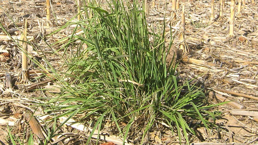Dos malezas en la mira por problemas de resistencia en Buenos Aires y Córdoba