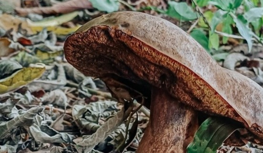 Impulsan el crecimiento del cultivo de hongos comestibles y medicinales, una alternativa productiva con alto potencial en la provincia de Misiones