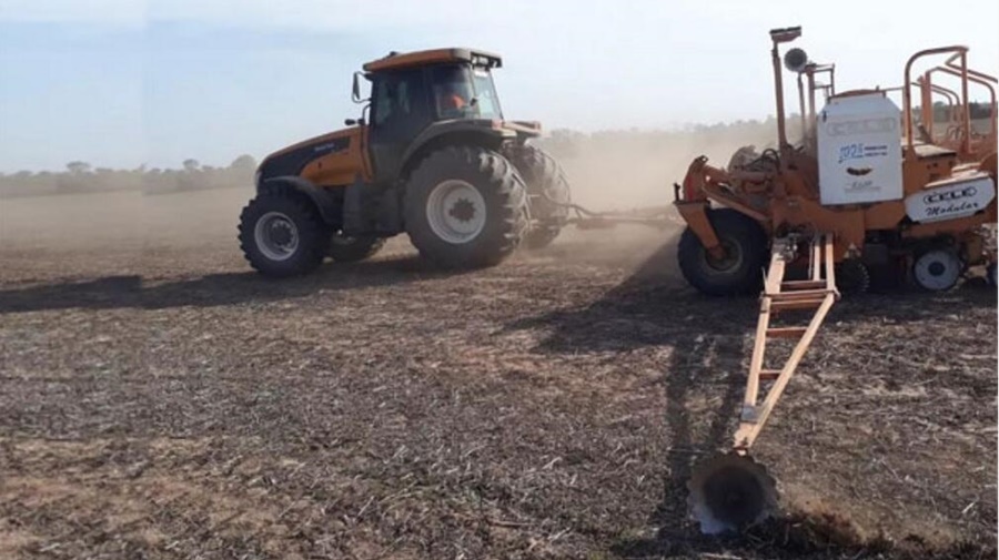 Confirman una baja de 50 mil hectáreas en la siembra de girasol