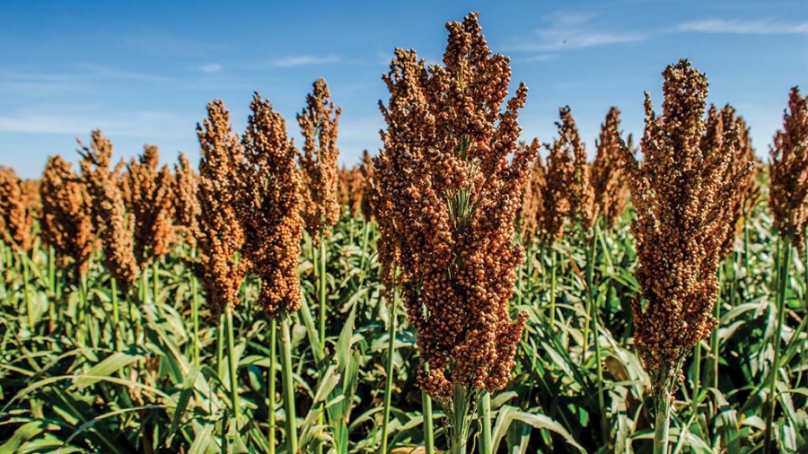 El sorgo apunta a superar el millón de hectáreas