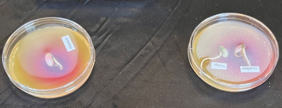 Una nueva combinación de microorganismos incrementa en doscientos kilos el rendimiento de soja frente a la inoculación tradicional