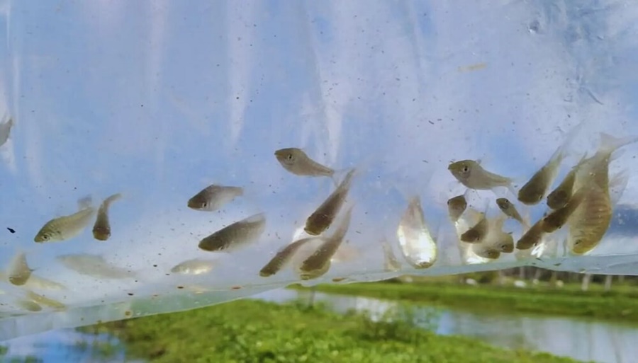 Peces y camarones, otra opción que se investiga contra la invasión de mosquitos