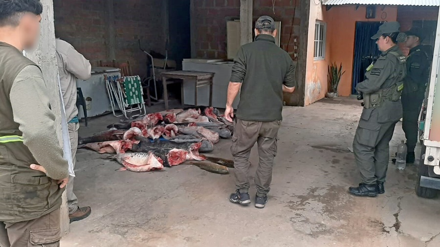 Encontrándose inhibido judicialmente para la actividad, Gendarmería Nacional secuestró más de 300 kilos de pescado en un inmueble