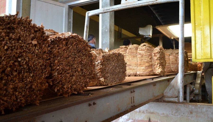 La provincia de Misiones cierra una campaña tabacalera con más de treinta y tres millones de kilos acopiados