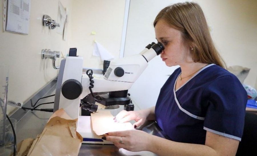 La provincia de Misiones impulsa una red de vigilancia para prevenir enfermedades transmitidas por mosquitos