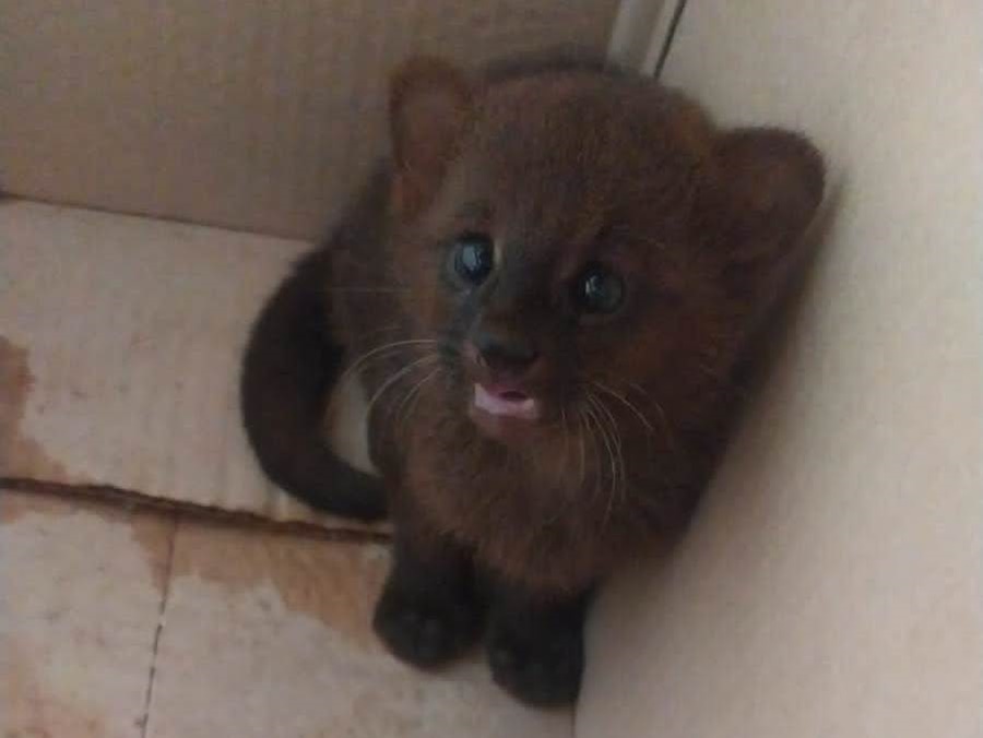 Misiones: Resguardaron a un cachorro de Yaguarundí que apareció en el patio de un vecino de la localidad de Guaraní y varios perros en otros Municipios de la provincia