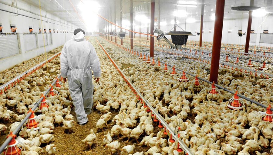 ¿Cómo proteger a las aves de granja de la ola de calor?