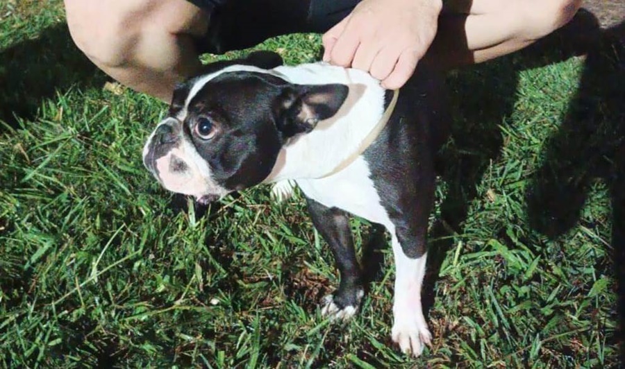 Emotivo reencuentro: "Luna" la bulldog francés robada fue recuperada por la Policía de Misiones y volvió con su dueña