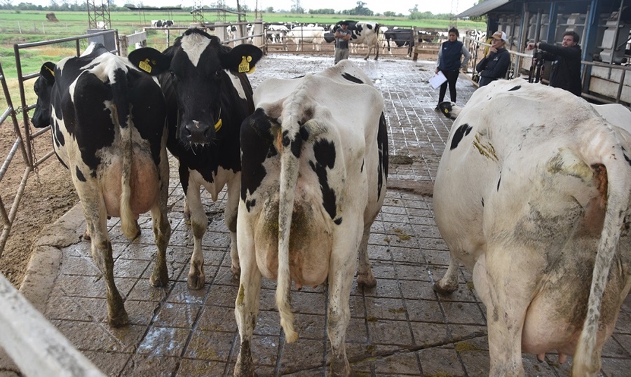 Santa Fe: Se alzan voces críticas ante la falta de soluciones para la lechería