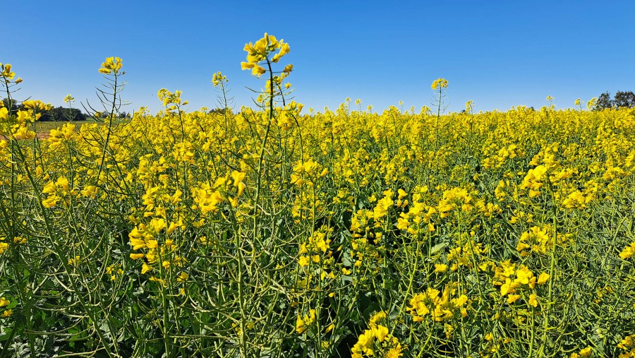 Primer Simposio Nacional de Colza y otras brasicáceas: La colza se reposiciona con nuevos híbridos y tecnología que hace años no estaban disponibles