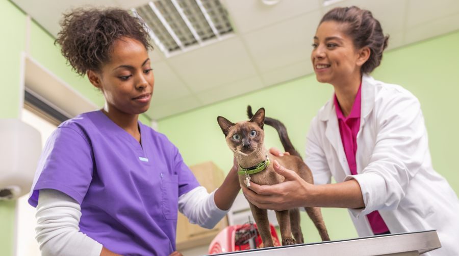 6 de Agosto, Día del Veterinario en la Argentina: Aliados clave para la salud animal, humana y ambiental