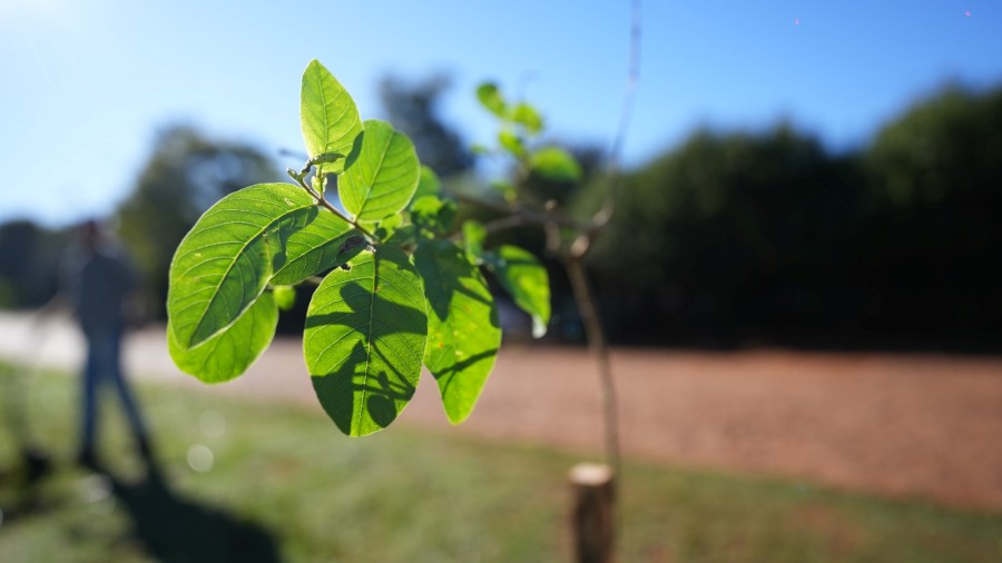 Plan de Arborización Urbana en Apóstoles, para mejorar la calidad de vida de los vecinos y embellecer la ciudad