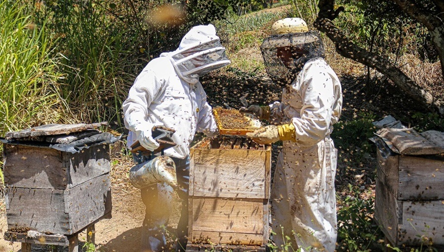 La cosecha de miel avanza con muchos contrastes: También sufrió el impacto de la ola de calor