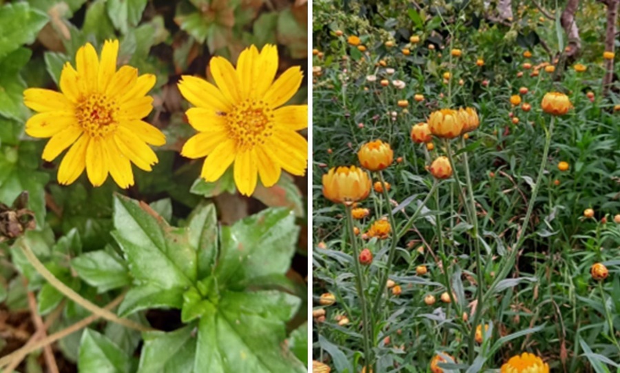 ¿Cuáles son las cubiertas naturales que nos ayudan a cuidar el suelo?