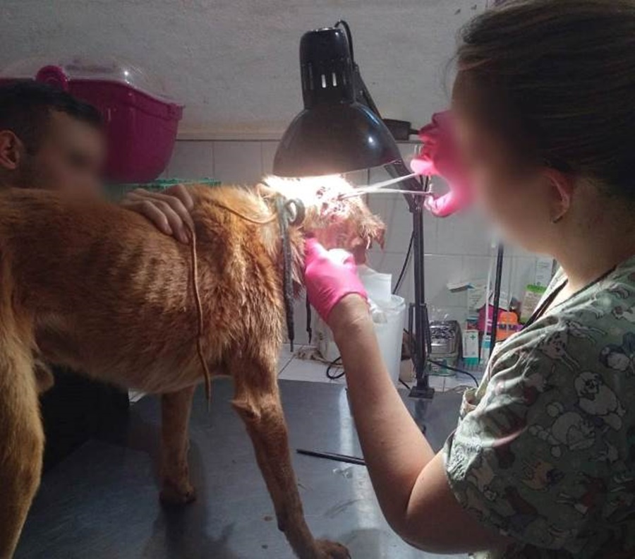 Concepción de la Sierra: Personal policial rescató a un perro herido y en estado de abandono