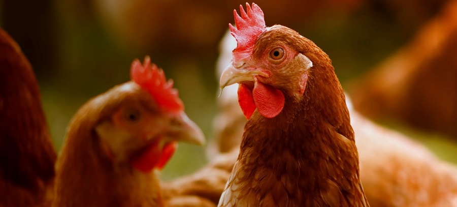 Empresas del sector alimentario duplican esfuerzos en la promoción del bienestar animal, según nuevo informe