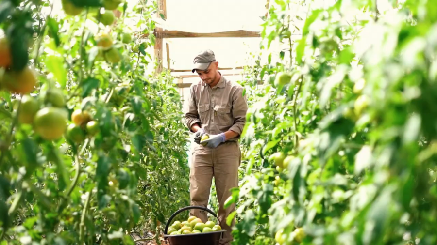 Con el lema “Hacia una horticultura sostenible preservando la biodiversidad”, Misiones punto de encuentro de la horticultura argentina