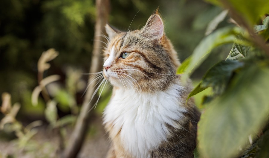 20 de Febrero: Día Internacional del Gato: Anemia infecciosa felina, un riesgo invisible