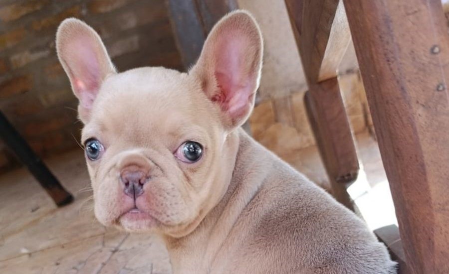 Recuperaron a “Miel”: La Policía de Misiones esclareció el hurto de una can bulldog francés de apenas un mes de vida, que habría sido sustraído por el ex novio de la hija de la propietaria en la ciudad de Oberá