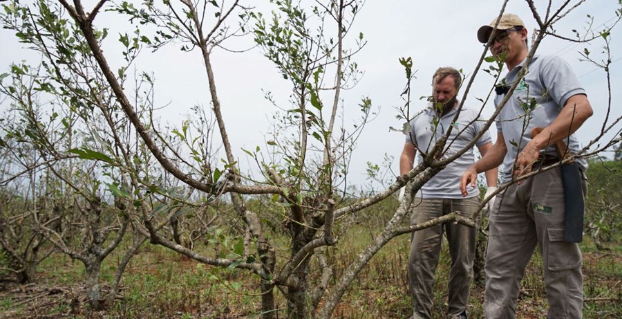Con un manejo adecuado, los yerbales se recuperaron de los daños por granizo