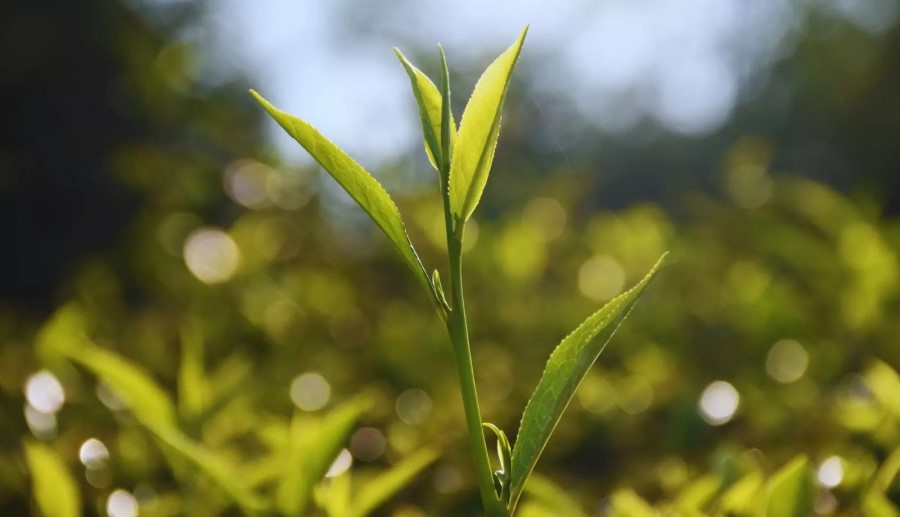 El INTA desarrolló dos variedades de té gourmet