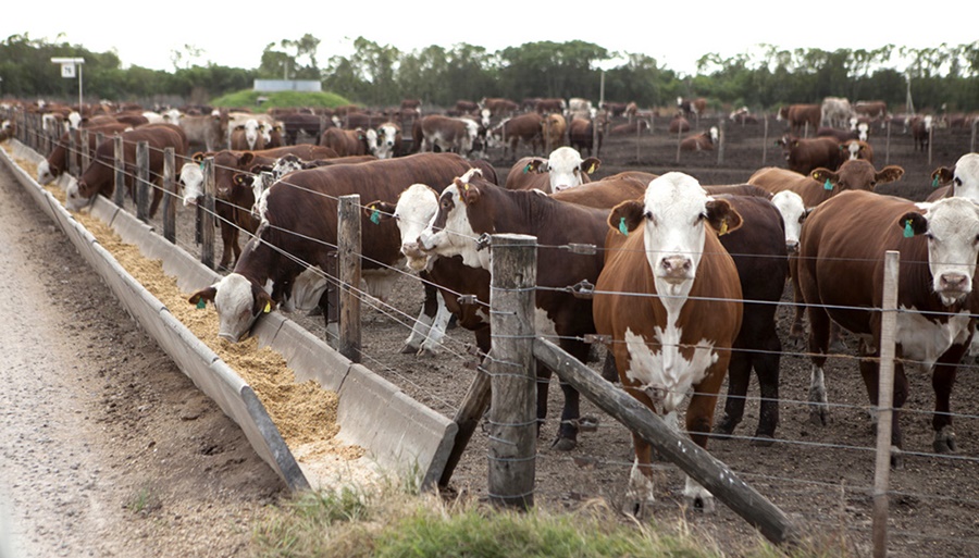Sin pasturas por una sequía que no afloja, sigue creciendo la ocupación en los feedlots