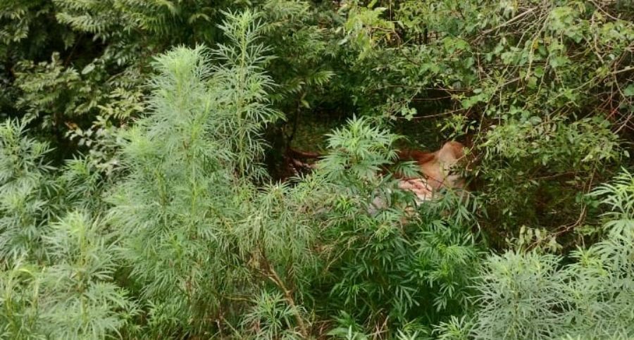 Sorprendieron a dos individuos de 33 y 57 años faenando una vaquilla dentro de campo privado de la zona rural de la localidad misionera de Azara y terminaron detenidos