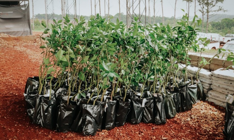 Misiones: El Centro de Producción y Validación de Tecnologías Hortícolas del Municipio de San Vicente es un espacio clave para la formación e implementación de herramientas innovadoras