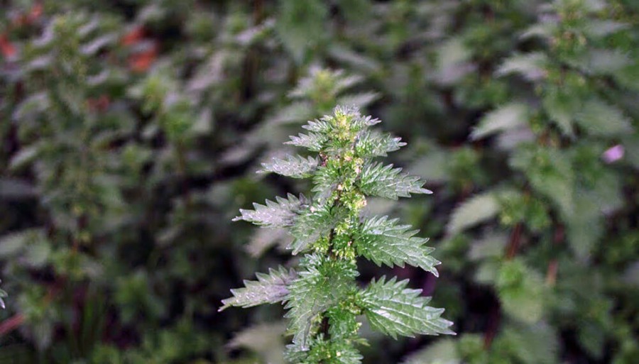 Cómo cultivar ortiga en casa: Una guía con cinco pasos claves: Desde la preparación del suelo hasta los usos una vez cosechada