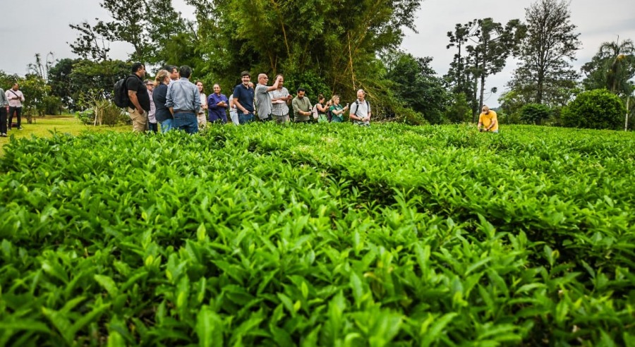 El té misionero recibe impulso internacional con la Mentoría AL-Invest Verde