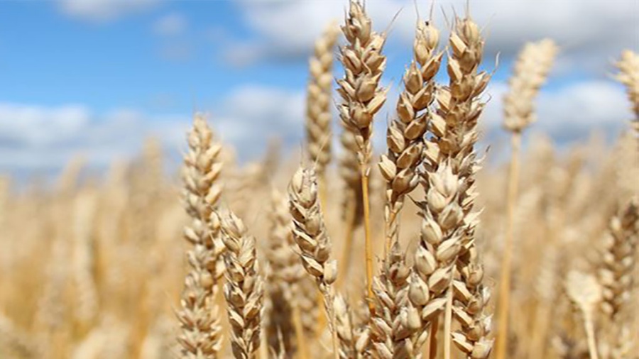 Granos de trigo más grandes: Expertos hicieron pruebas y ahora inician los ensayos agronómicos