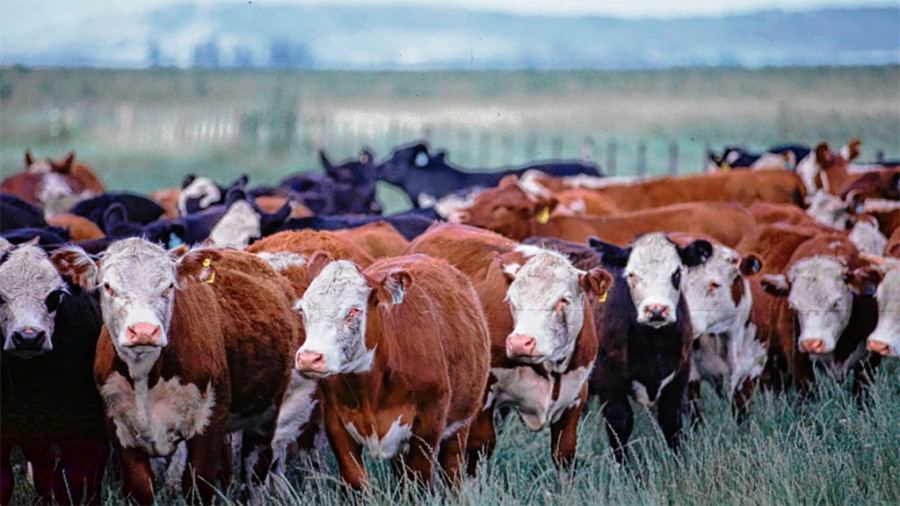 Presentan datos sobre cómo la trazabilidad electrónica mejora la rentabilidad del sector ganadero