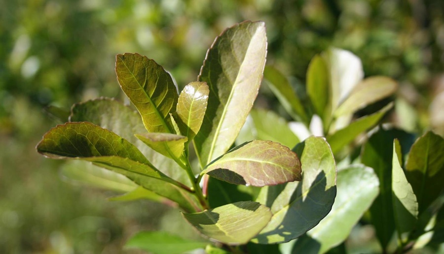 Yerba mate: Se encuentran vigentes nuevos precios para la materia prima