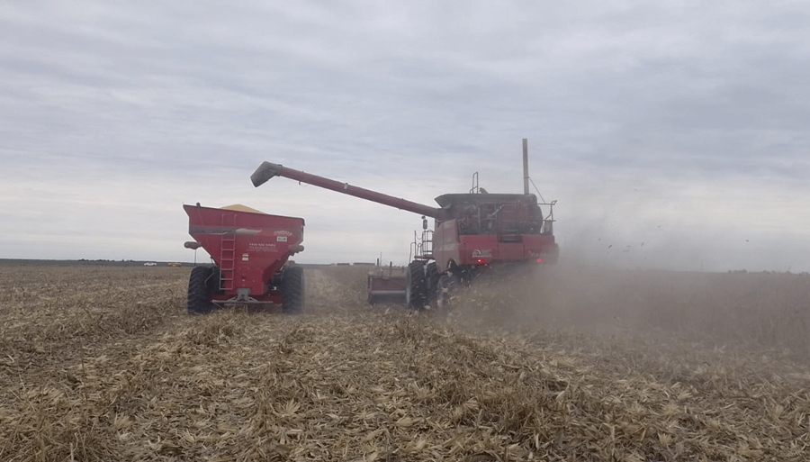 Terminó la cosecha de maíz 2022/23, con una caída del 35%