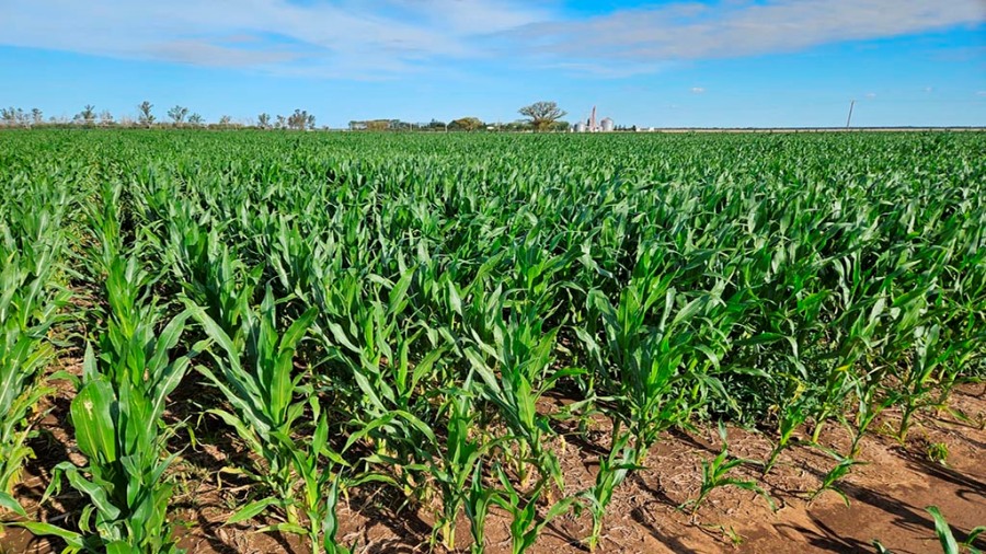 Con viento favorable, el maíz temprano pide revancha esta campaña